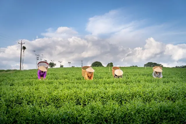 Photo Quang Nguyen Vinh - Pexels